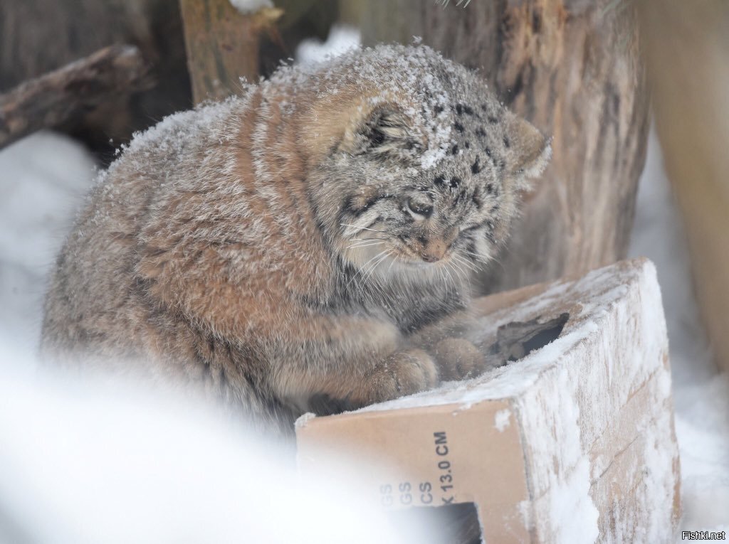 А где подарок