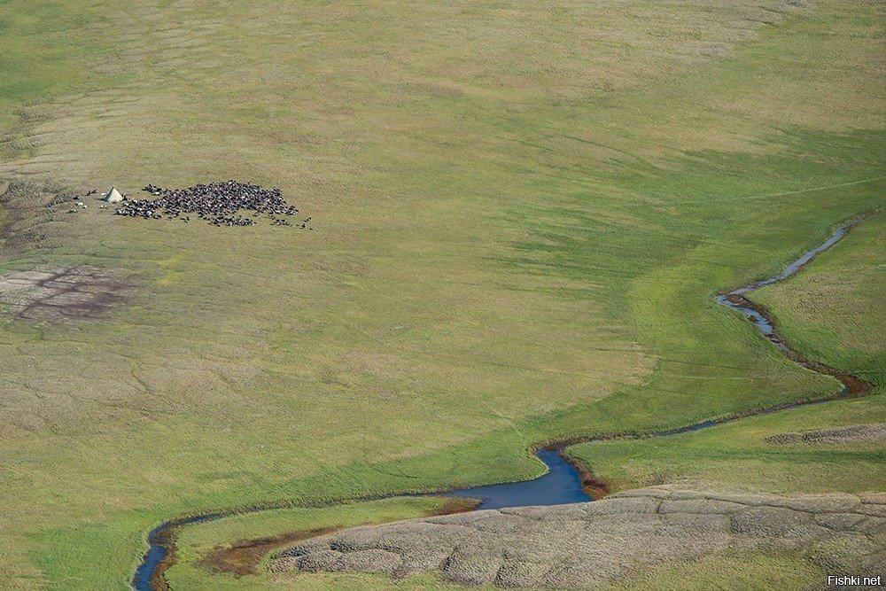 Стойбище оленеводов, снятое с вертолета