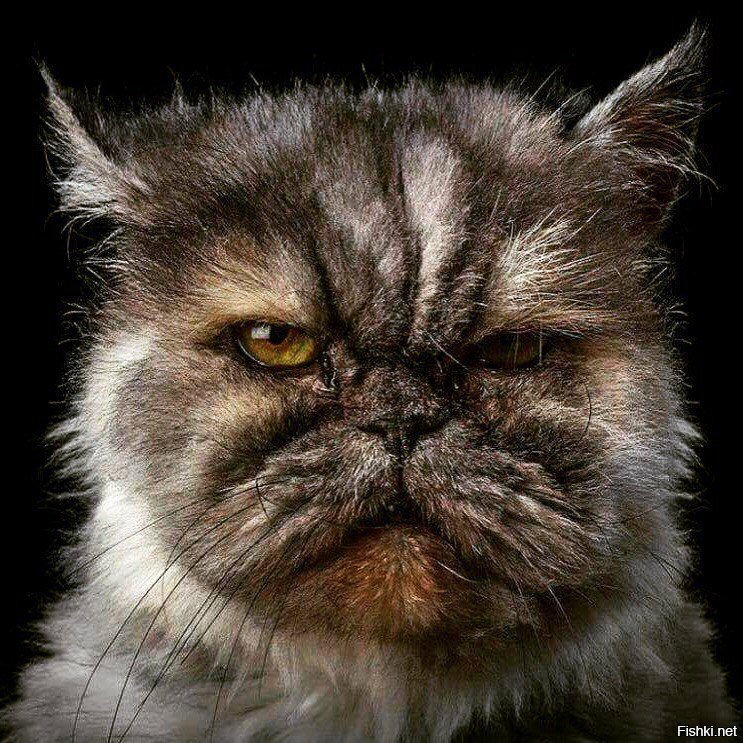 Не обостряй