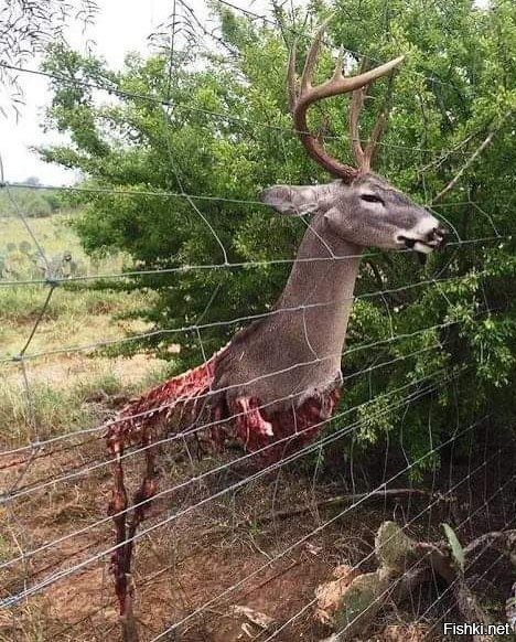 Беда не приходит одна