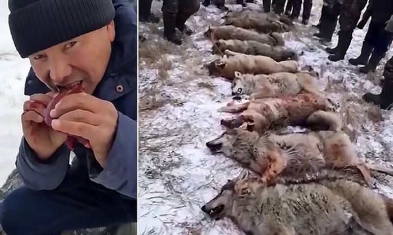 Охотники поедают сердце жертвы