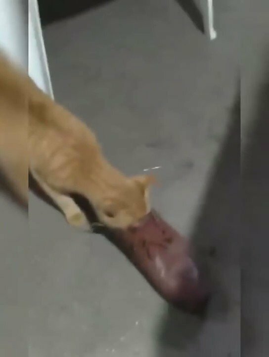  Наглая рыжая морда