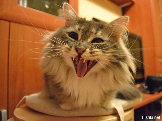 Флешка Терабайтовна зовут