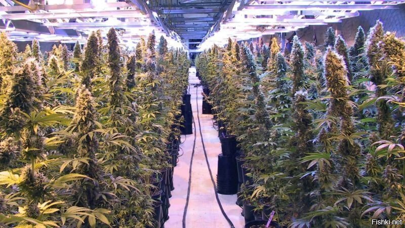 По всей стране заработали ёлочные базары