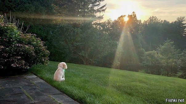 Любит смотреть на закат