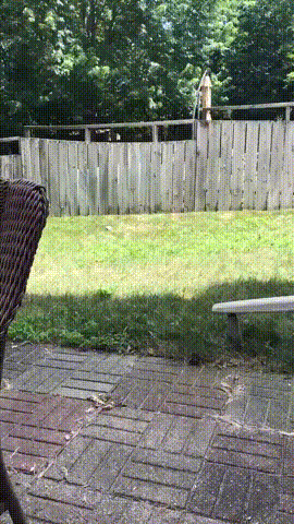 Забор не помеха для веселья