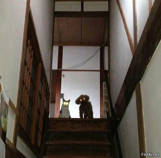 Когда дома ждут