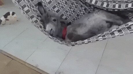 может быть ослом не так уж и плохо