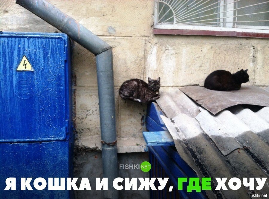 Я кошка и сижу, где хочу