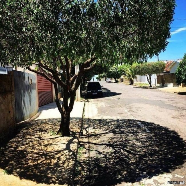 На экваторе в полдень Солнце находится перпендикулярно Земле и тени от деревь...