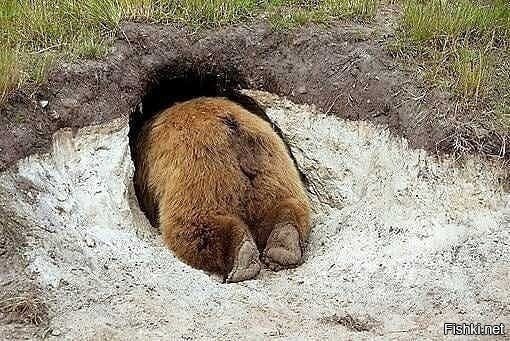 Пух в гостях у кролика