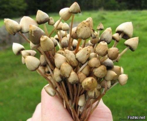 Я подарю тебе букет,