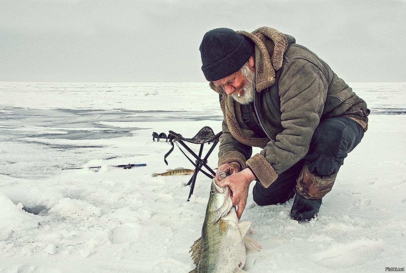 Знатный судак
