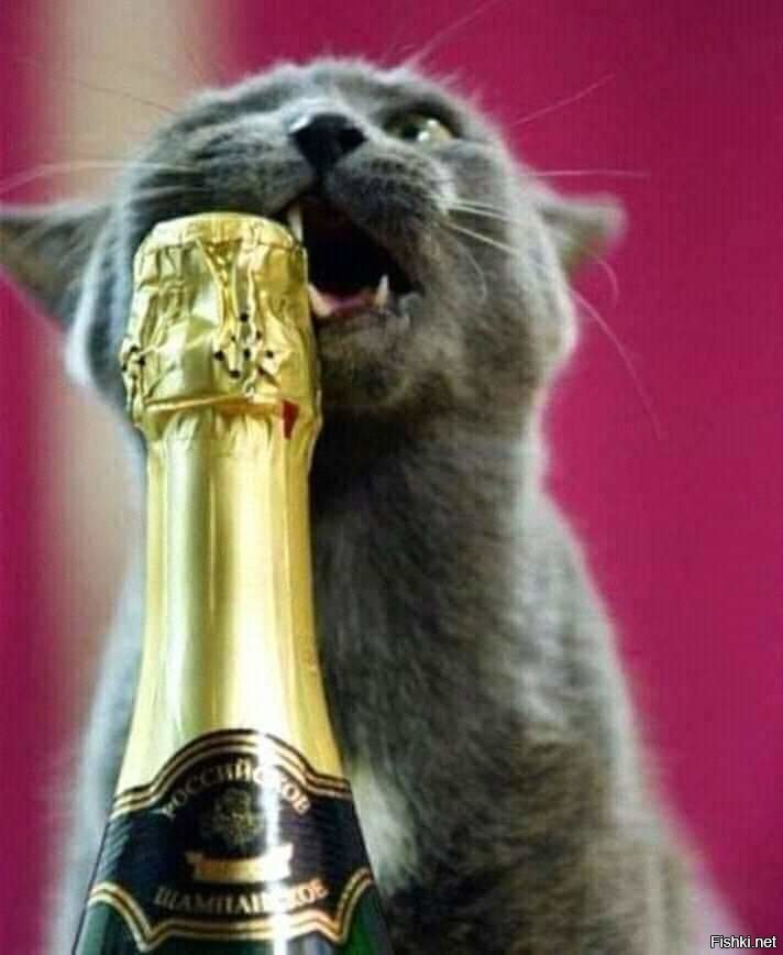 Когда у тебя лапки