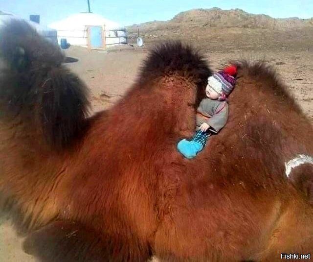 Чичик спит, и я пойду