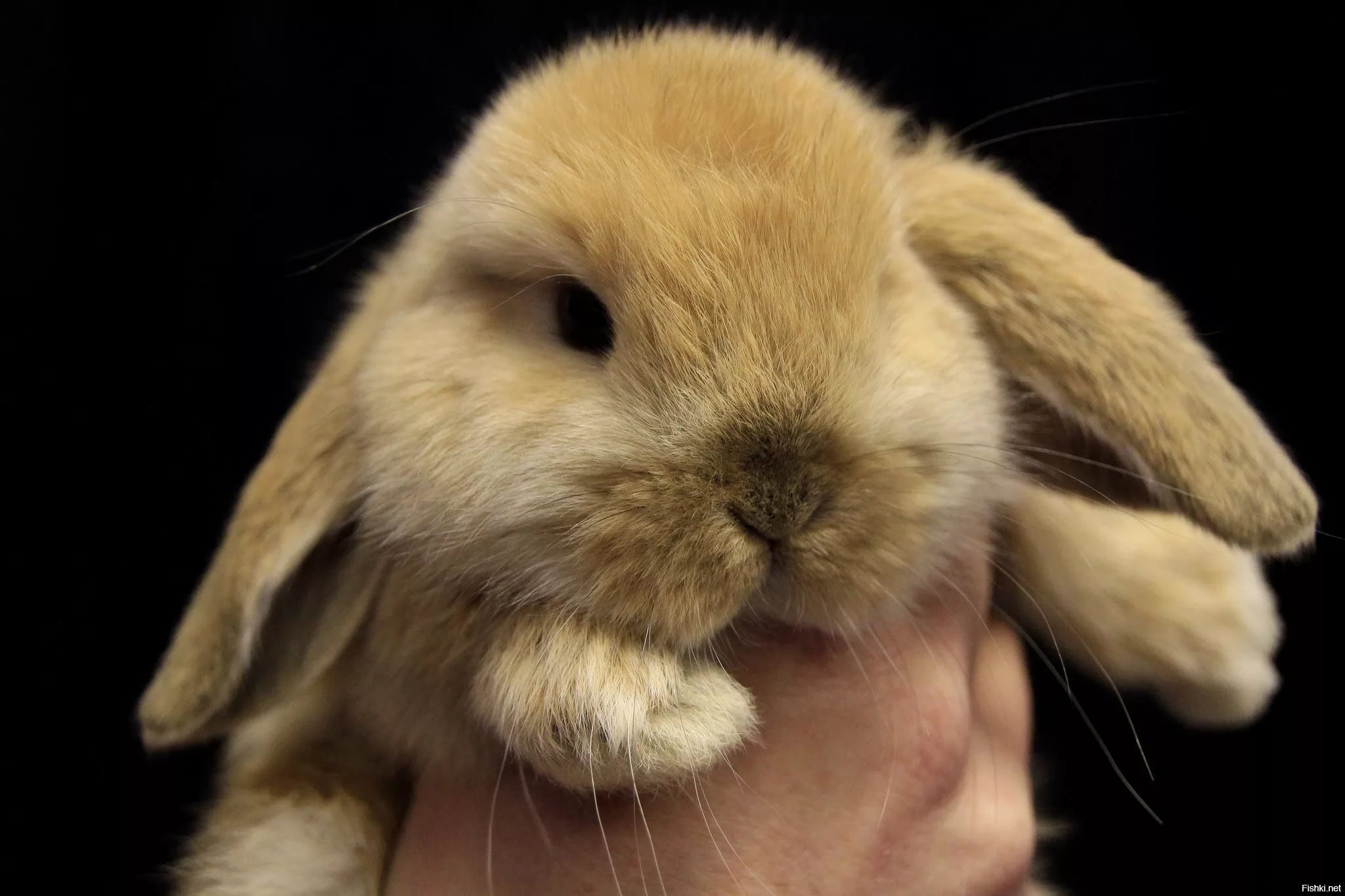 Спокойной всем ночи