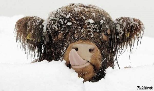 Чебурашка на севере