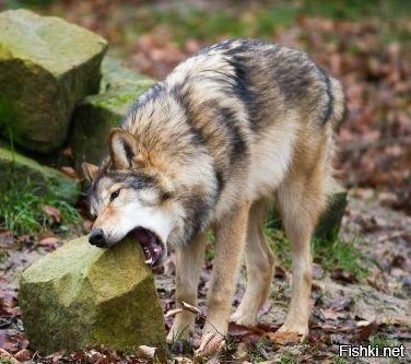 - Жраать охота