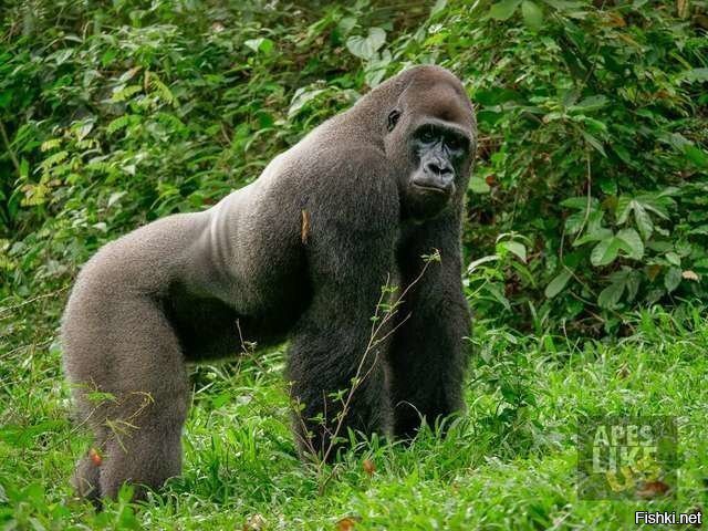 Горилла Бобо нашёл себе нового маленького друга