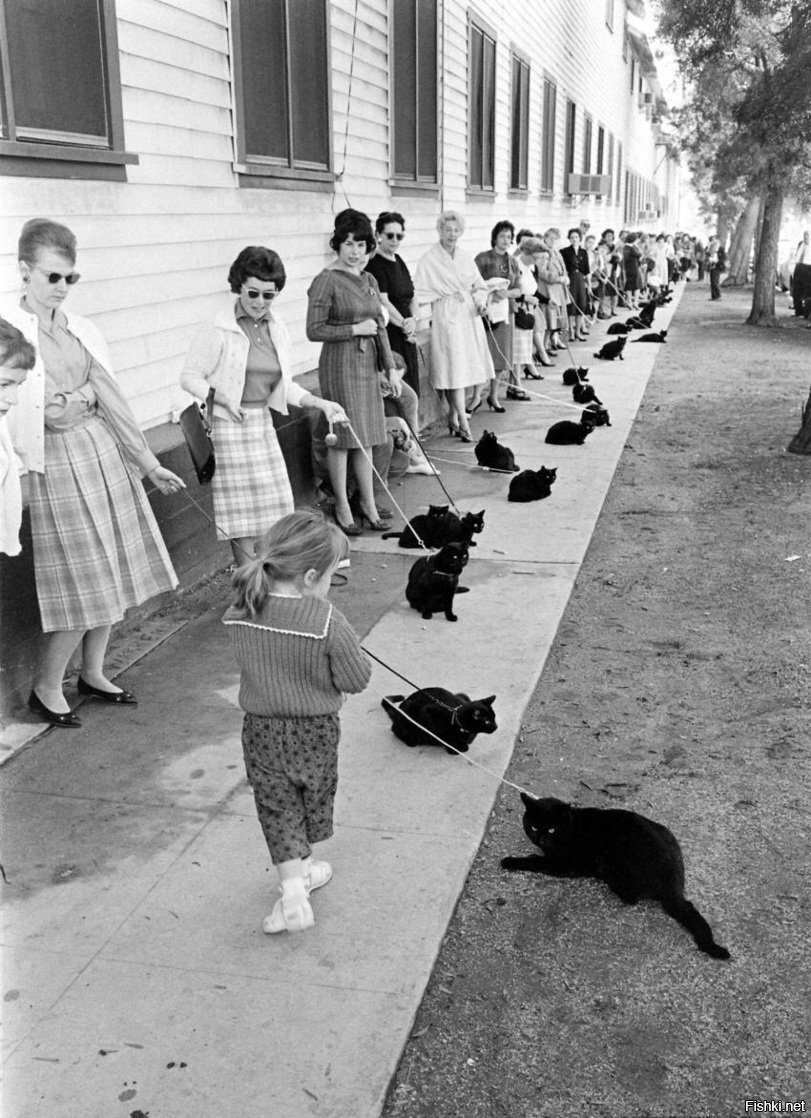 Кастинг чёрных котов в Голливуде для фильма "Черный кот" по Эдгару По, 1961