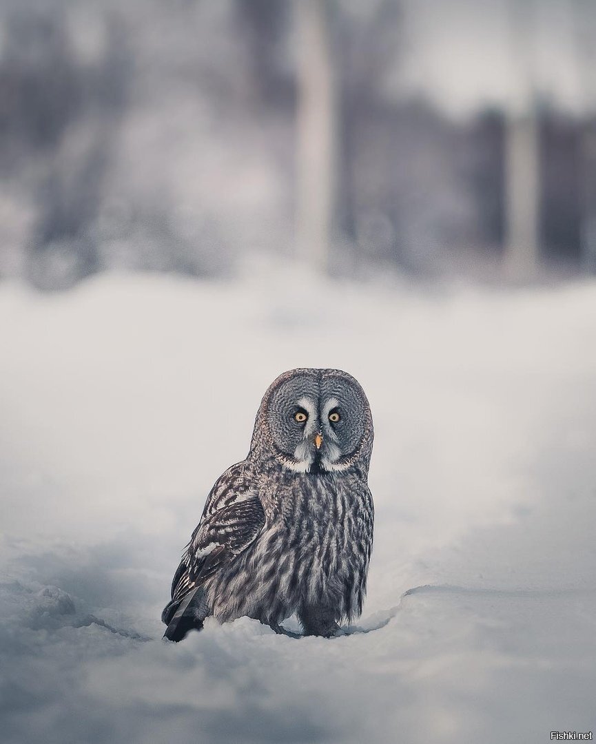 - Леший пропал