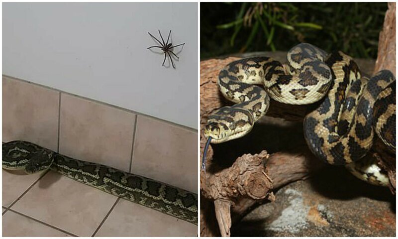 "Сжечь дом и не возвращаться": к австралийцу в дом заползли питон и гигантский паук