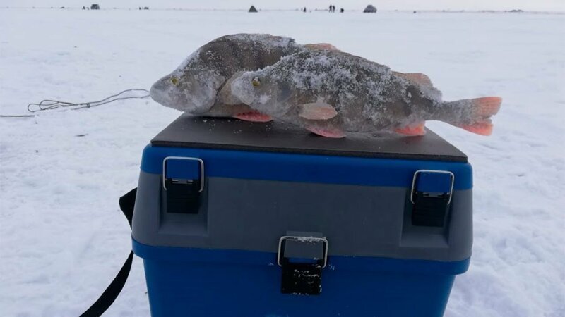 Крупный окунь зимой на балансир и мормышку. Супер рыбалка 2018. Озеро Карасор