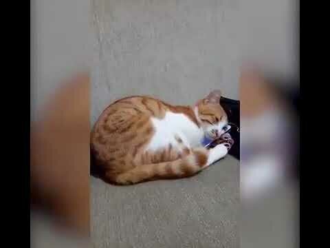 Как кот отреагирует на видео с хозяином, которого уже нет?