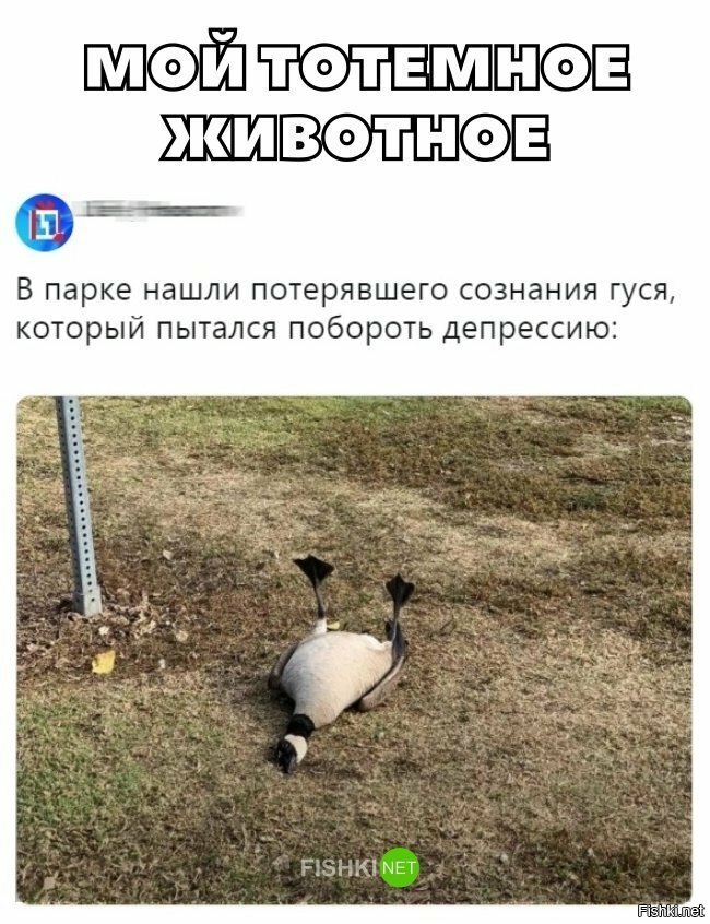 Моё тотемное животное