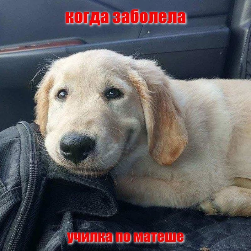 Когда заболела