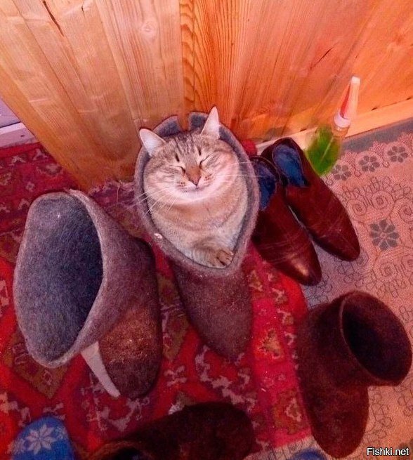 Самый счастливый кот в мире
