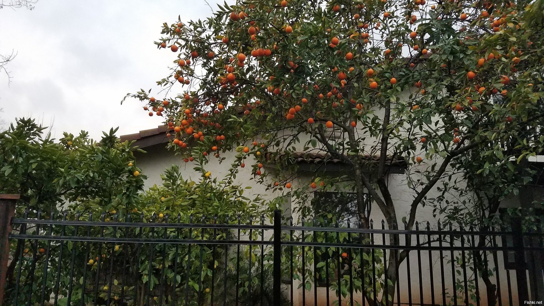у соседа в огороде мандарины созрели - как раз к НГ и Рождествам