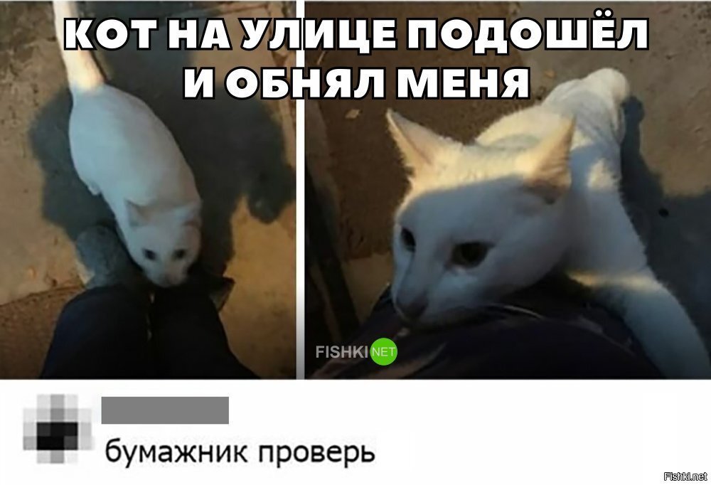 Кот цыган