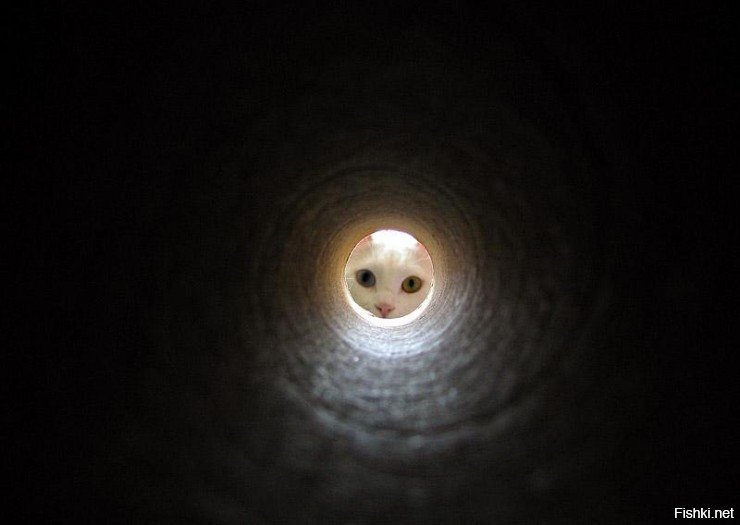 Кот в конце тоннеля