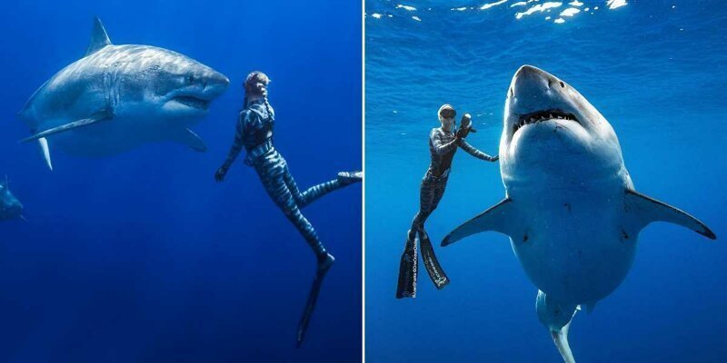 Фантастические кадры, на которых девушка гладит самую огромную в мире 2,5-тонную белую акулу