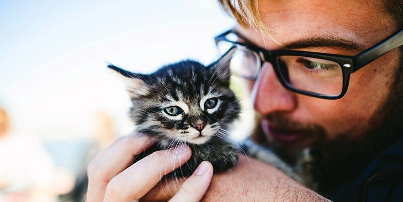 «Мой котенок сводит меня с ума!»