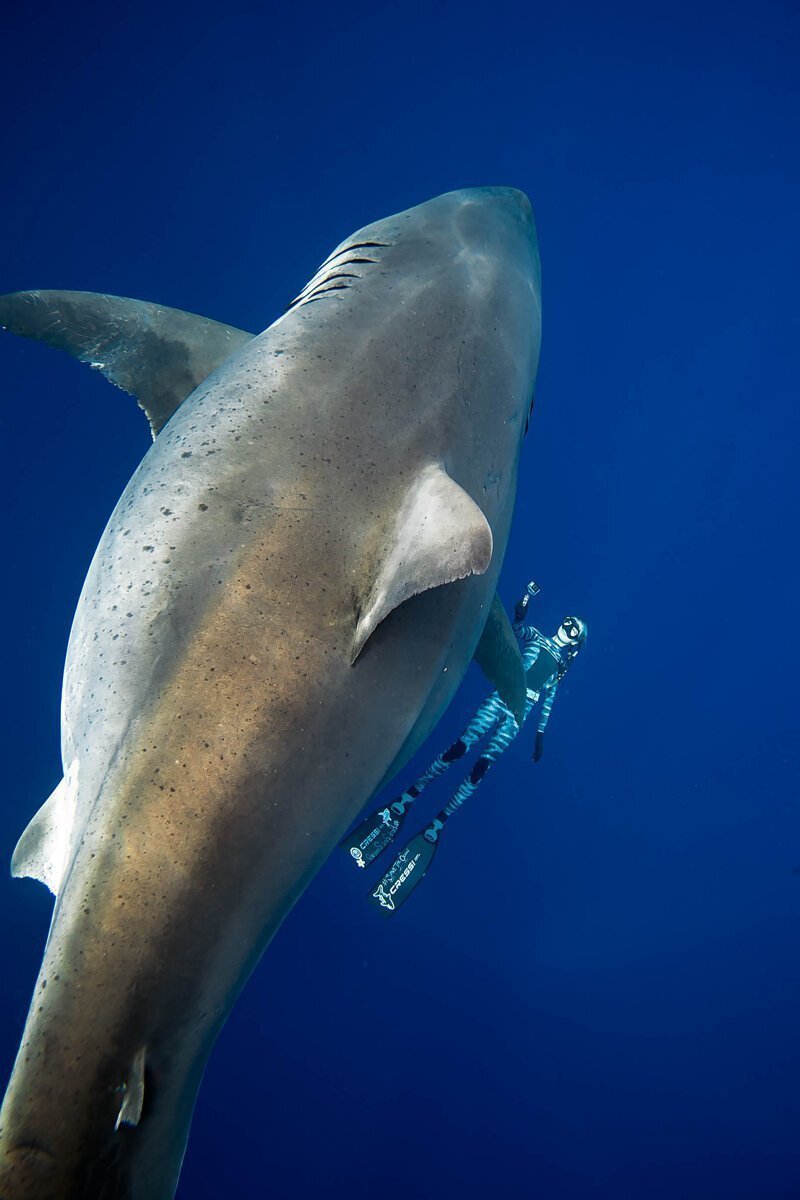 Дип Блю - самая огромная белая акула в мире.  Уникальные фото гиганта