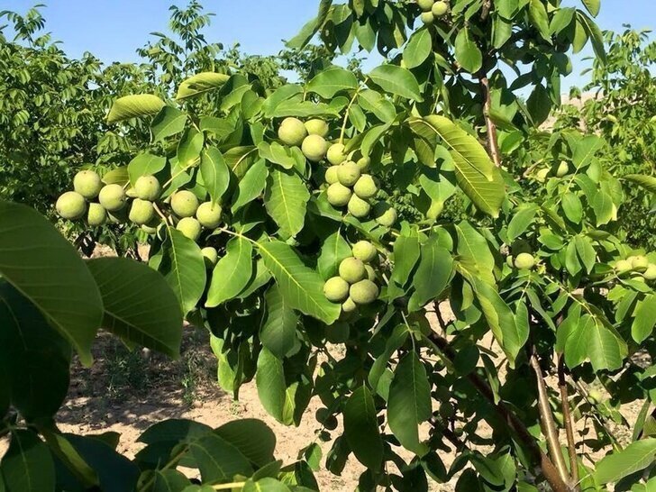 Наконец! Начали выращивать грецкие орехи в промышленных масштабах!