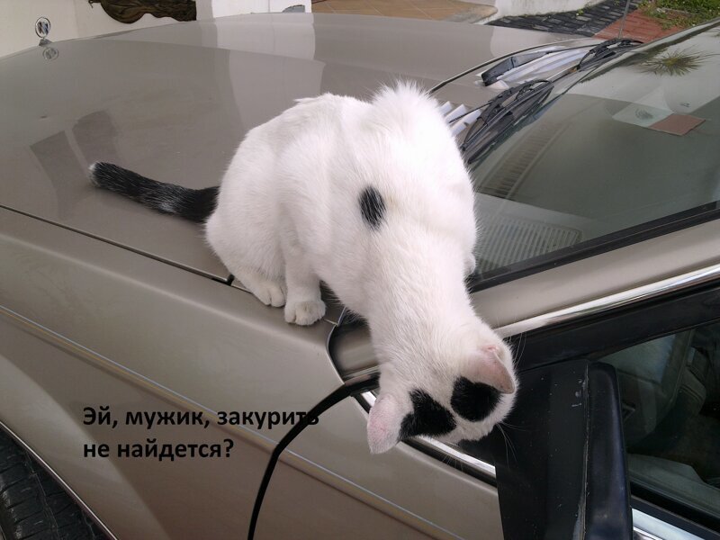 Юмор и животные 1