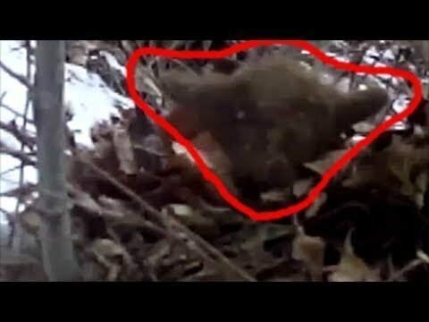 Странное существо голлум напугало охотника в лесу азербайджане