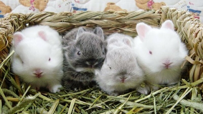 Крольчата малыши - прикольные ушастики