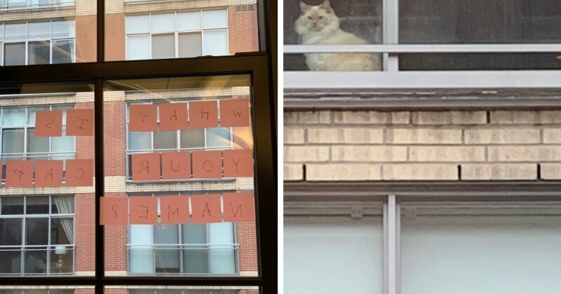 Диалог девушки и кошки через окно позабавил соцсети