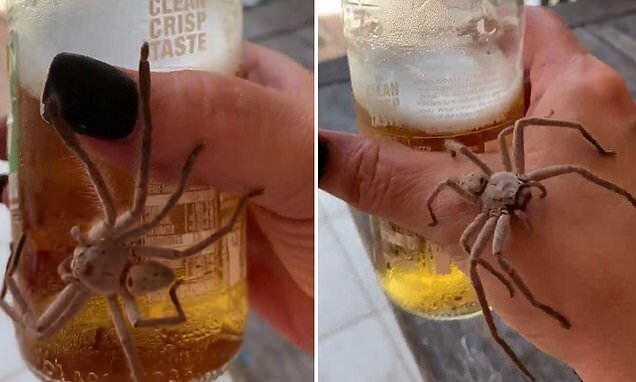 Огромный паук решил отобрать у человека холодное пиво