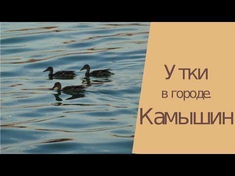 Утки в городе Камышин