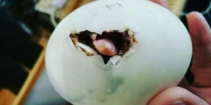Женщина купила в ресторане яйцо и вывела из него очаровательного домашнего питомца
