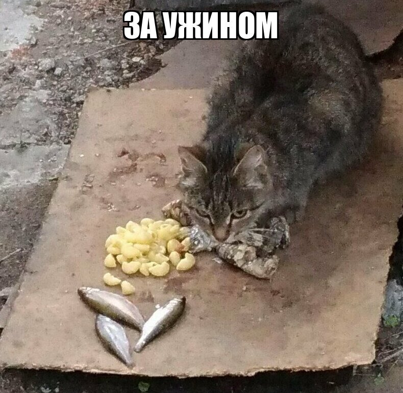 Друг кошек