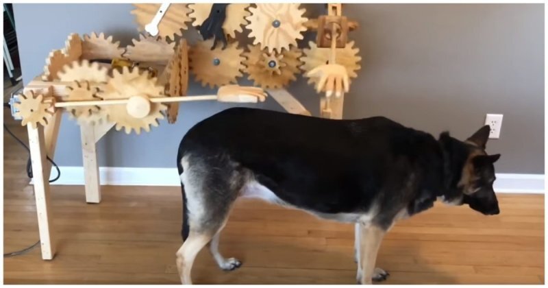 Изобретатель сконструировал для своих собак автоматическую чесалку