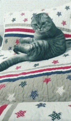 - Эй, кот, смотри, игрушки
