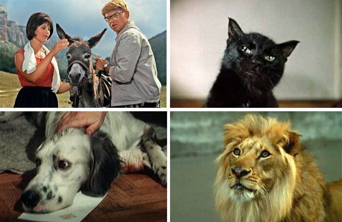 Мучения режиссёров и тоска четвероногих актёров или как снимали животных в культовых советских фильм