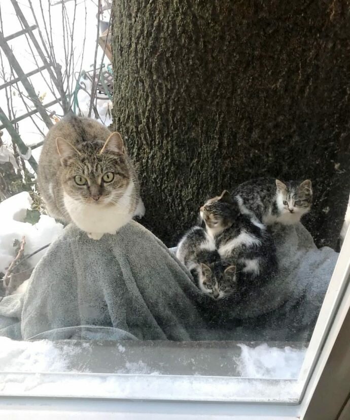Выглянув в окно, девушка увидела замерзшую кошку с тремя котятами
